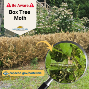 Image of dead boxwood trees in front of a house, due to boxwood moth infestation. In front is a magnifying glass enlarging a photo of the green box tree moth. Overlaying text is: Be Aware: Box Tree Moth. Under the is county logo with the hort clinic website capecod.gov/hortclinic.