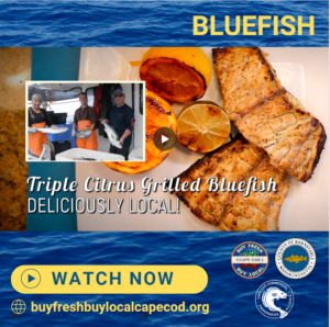 Grilled Local Cape Cod Bluefish Recipe