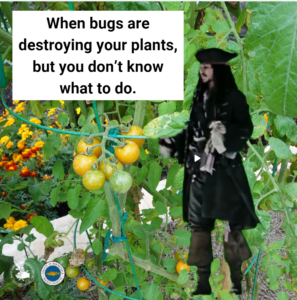 How to manage pests and bugs in your Cape Cod garden with help from the Master Gardeners.