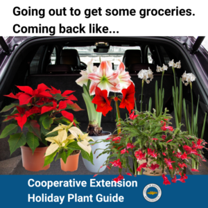 An open car trunk filled with vibrant holiday plants, including poinsettias, amaryllis, Christmas cactus, and paperwhite narcissus, illustrating a humorous take on returning from a grocery shopping trip with unexpected plant purchases.