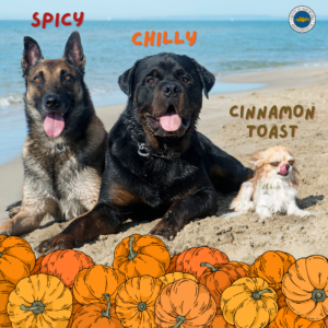 Three dogs sitting on a beach with humorous labels reflecting different pumpkin seed flavors. The large German Shepherd on the left is labeled "Spicy," the big Rottweiler in the middle is labeled "Chilly," and the tiny Chihuahua on the right is labeled "Cinnamon Toast." A cluster of illustrated pumpkins is in the foreground, adding a festive, autumn feel. The image is part of a lighthearted post encouraging people to save their pumpkin seeds while carving for Halloween and try flavorful recipes for a healthy snack.