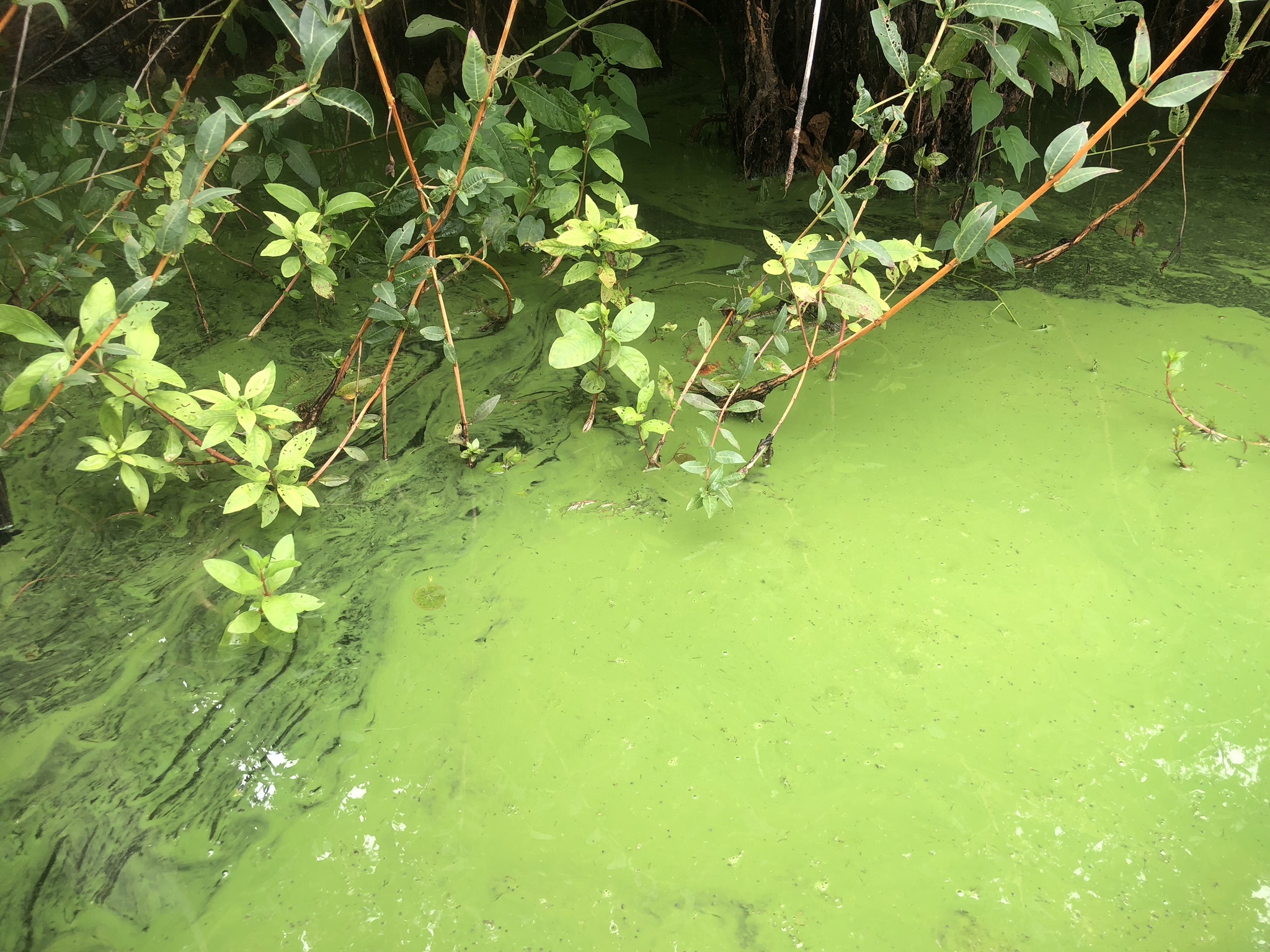 Harmful Algal Blooms Or "HABs": How They Can Affect You, Your Children ...