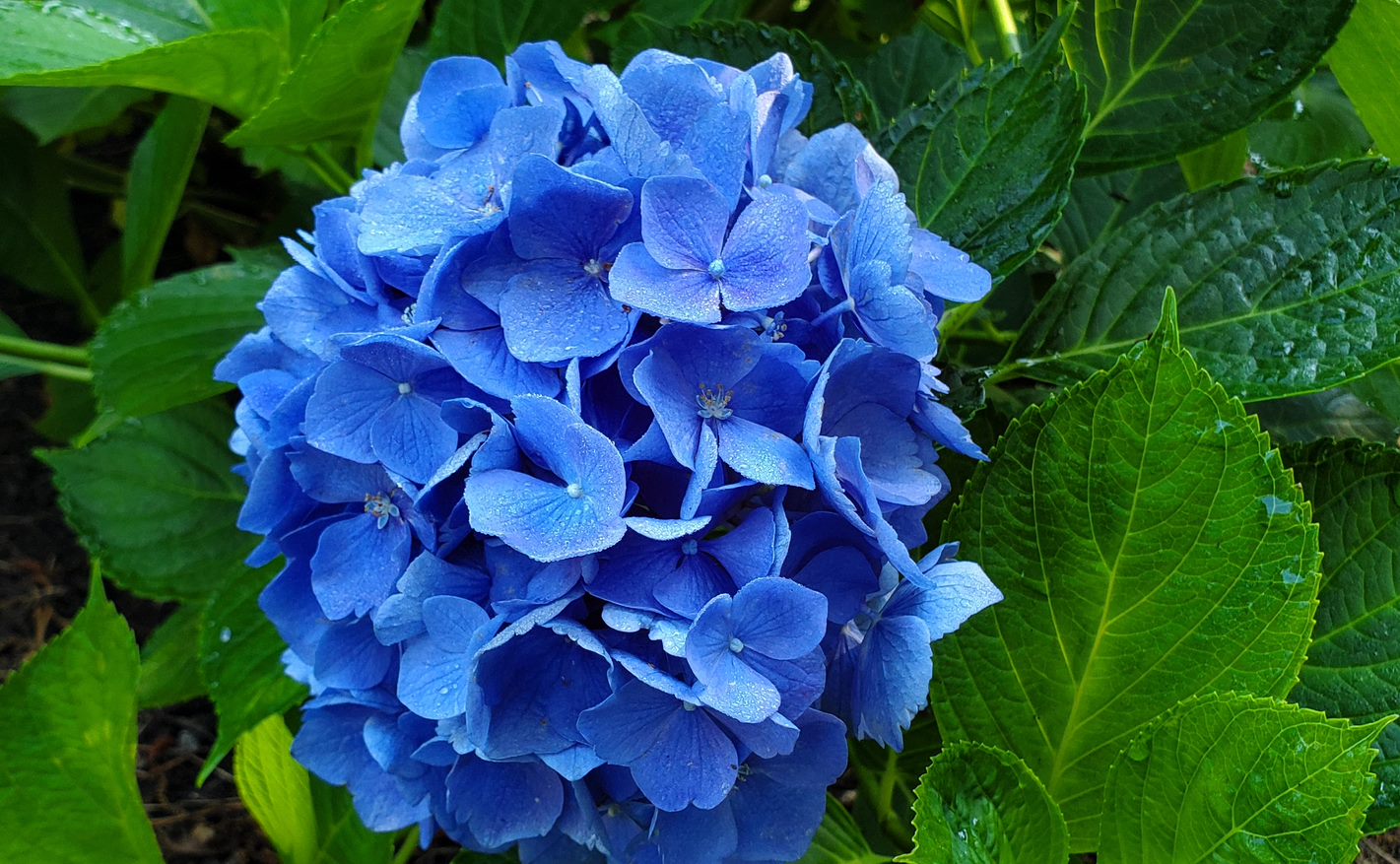 hydrangea-blues-barnstable-county