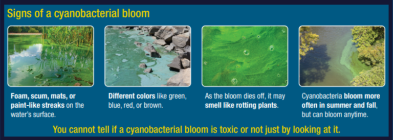 Cyanobacteria On Cape Cod: What It Is, How It Affects Us, And What's 