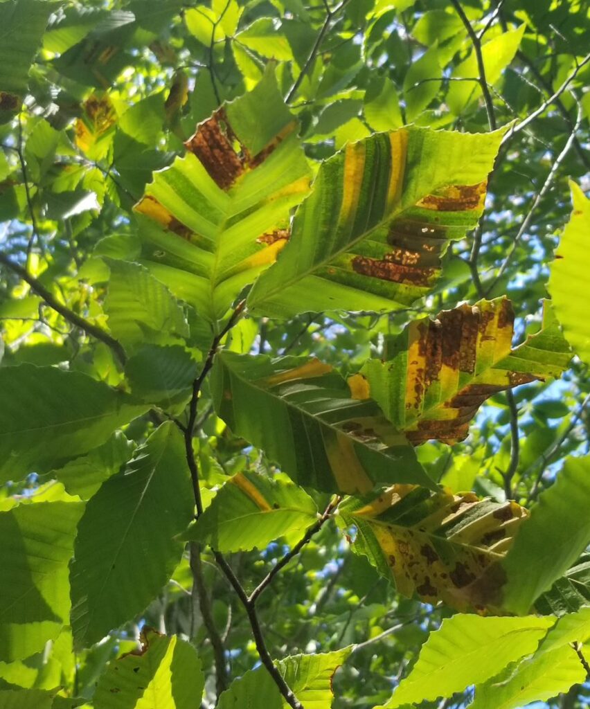 Beech Leaf Disease Barnstable County