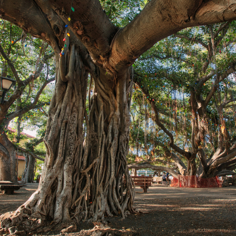 Wildfires in Hawaii are a Cautionary Tale for Emergency Preparedness on ...