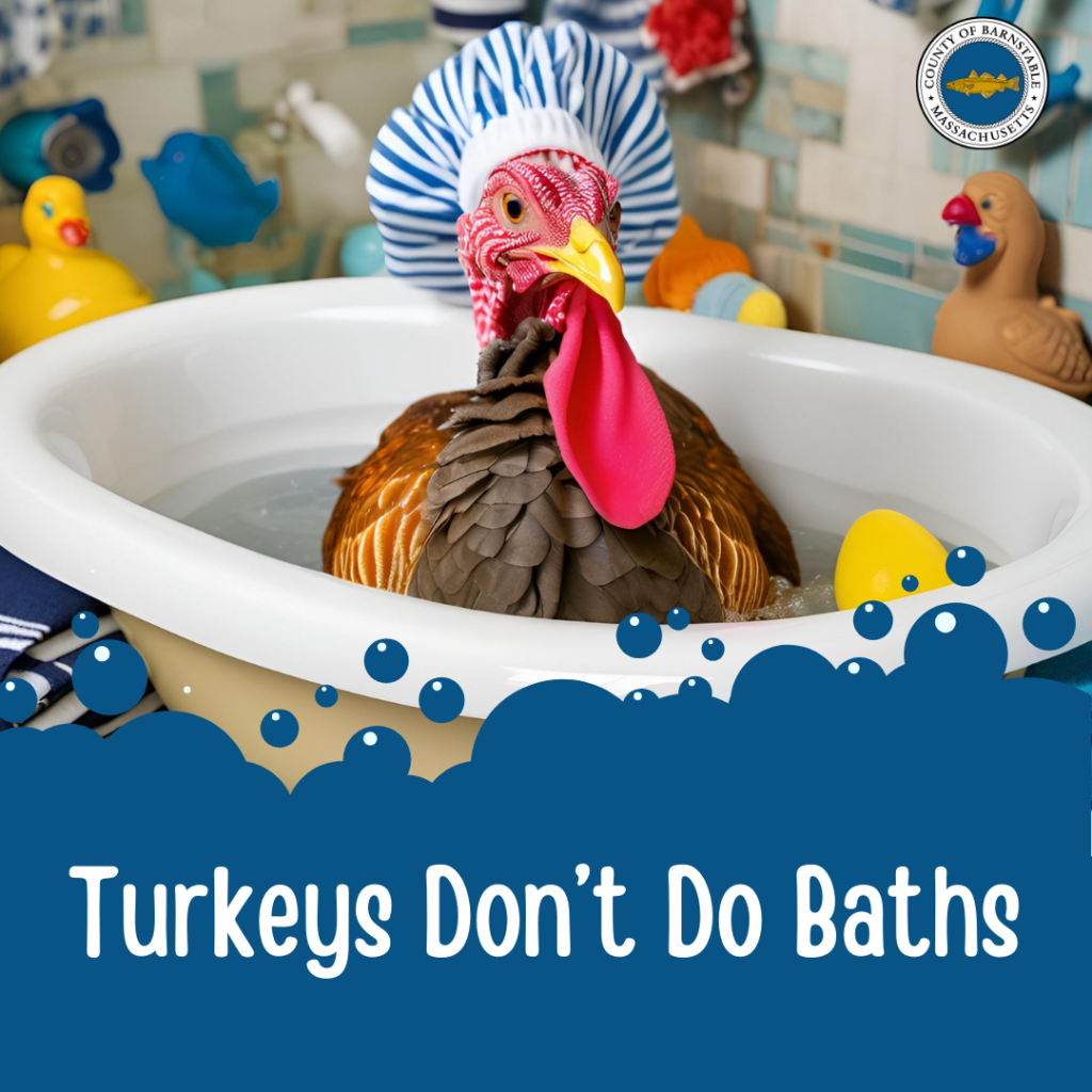 A turkey wearing a shower cap sits in a bathtub surrounded by rubber ducks, with text reading "Turkeys Don't Do Baths. County logo in the upper right corner.