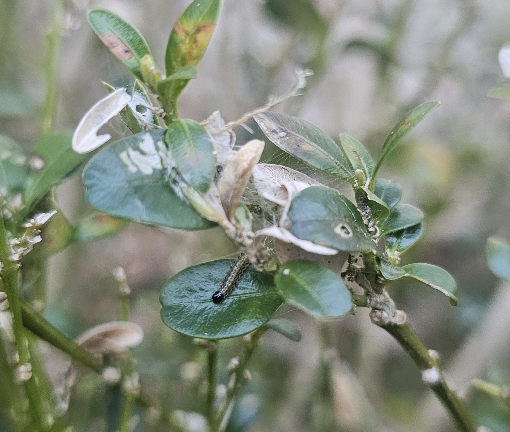 Pest Alert Box Tree Moth - Barnstable County