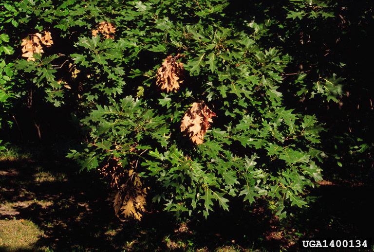 An oak tree branch with multiple brown, wilted leaves among green foliage. The discoloration is caused by cicada egg-laying damage, known as flagging.