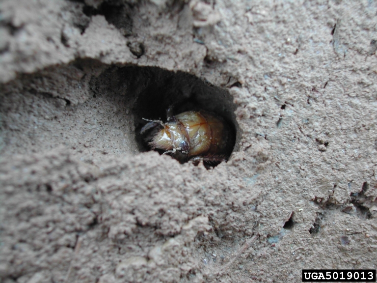 A cicada nymph partially emerging from its underground burrow in the soil. The nymph's brown exoskeleton is visible within the hole.