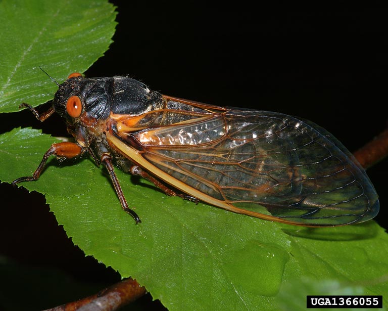 A close-up of an adult periodical cicada resting on a green leaf. The cicada has a black body, bright red eyes, orange wing veins, and transparent wings.