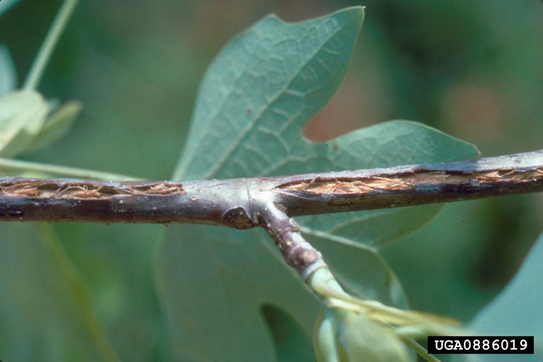 Close-up of a tree twig with visible cicada egg-laying damage. The bark is split open, revealing small slits where cicadas have deposited their eggs. A green leaf is visible in the background.